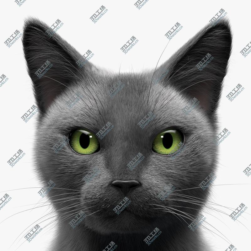 images/goods_img/202105074/Cat Grey v1 3D model/1.jpg